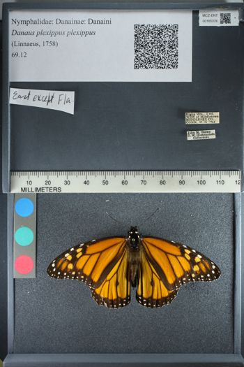 Media type: image;   Entomology 165376